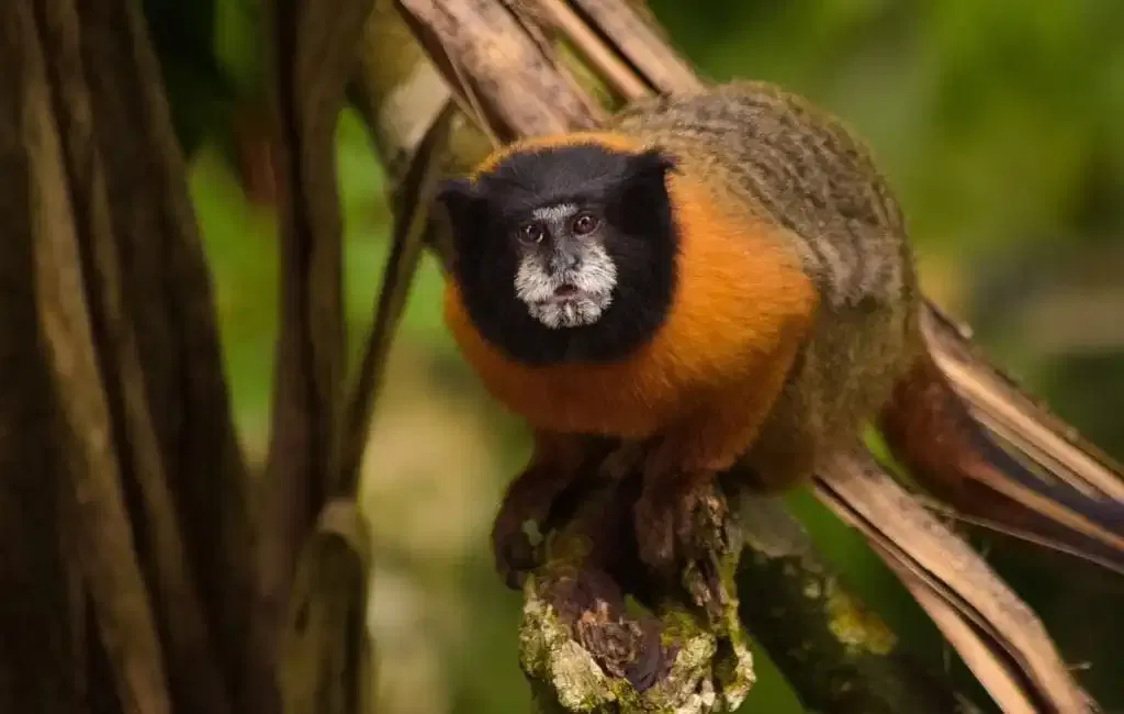 Chichico en Napo Cultural Center