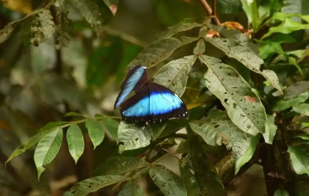 Napo Cultural Center