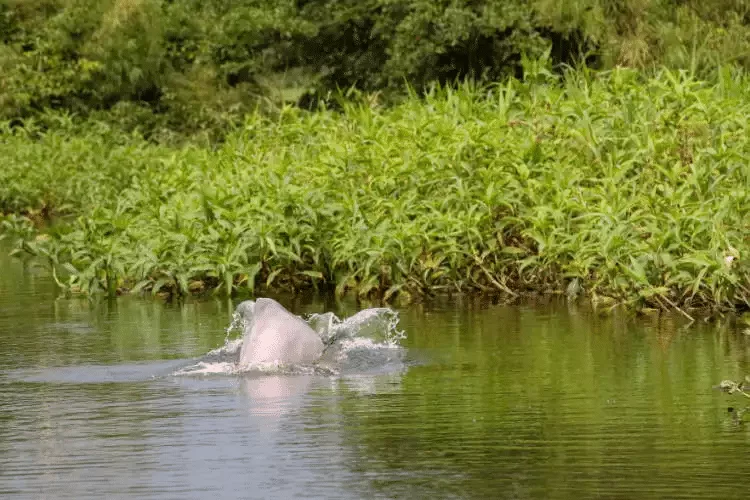 Un delfín blanco saltando fuera del agua.