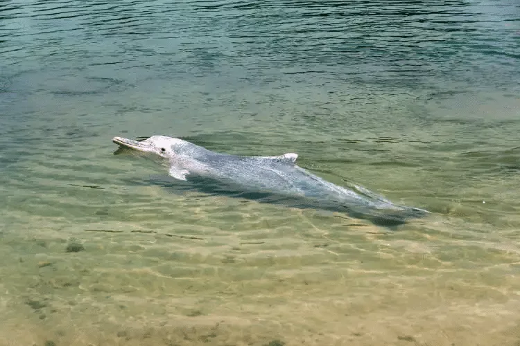 Un delfín nada en el agua cerca de una masa de agua.