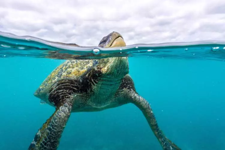Una tortuga marina verde nadando en el océano.