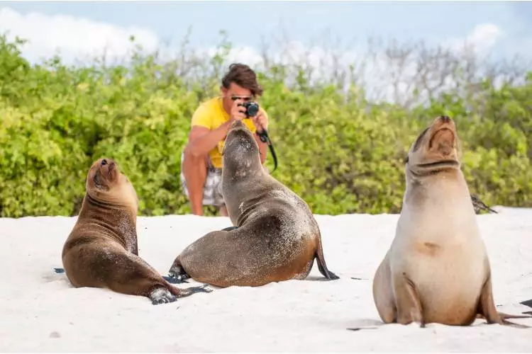 Un hombre está tomando fotografías de leones marinos en la playa.