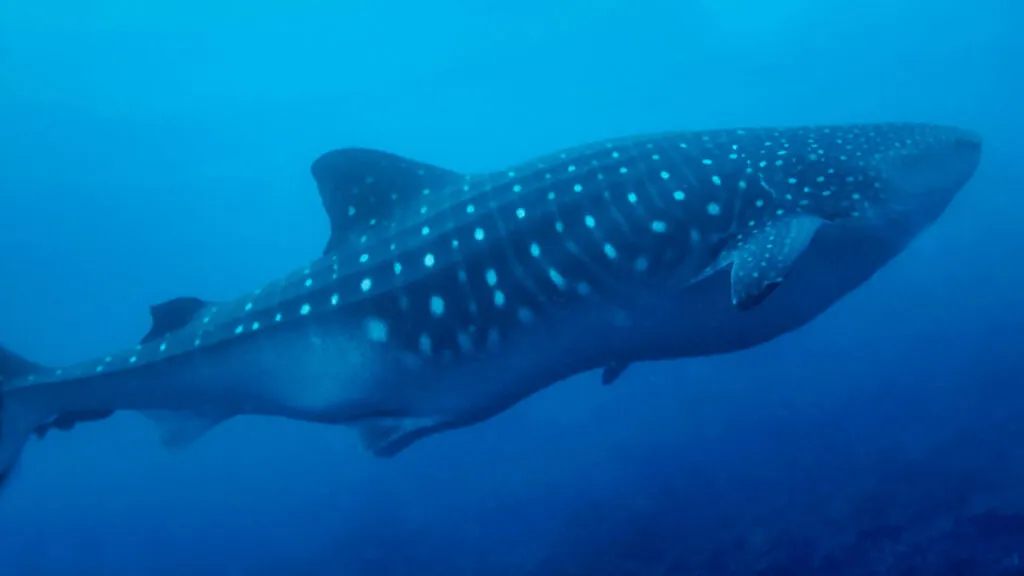 A whale shark nothing underwater, showing its large size, its flat head and its characteristic white spots on a blue background.
