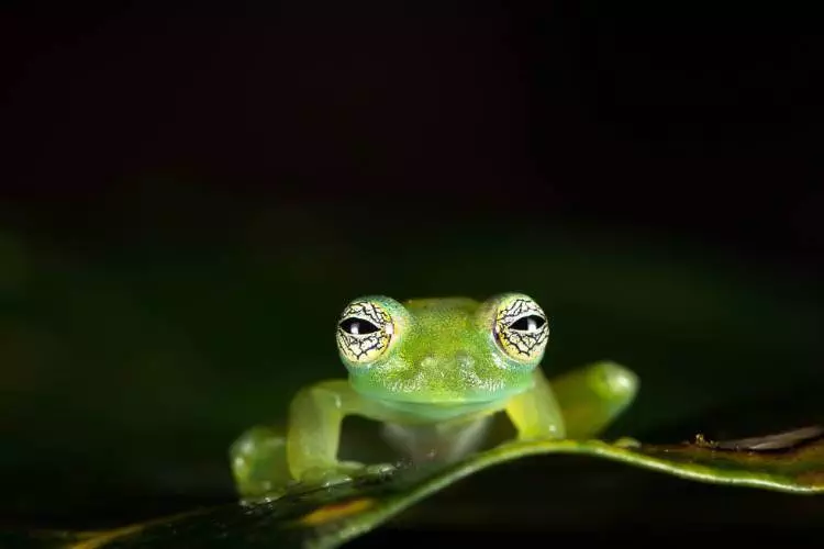 Una rana verde se sienta encima de una hoja.