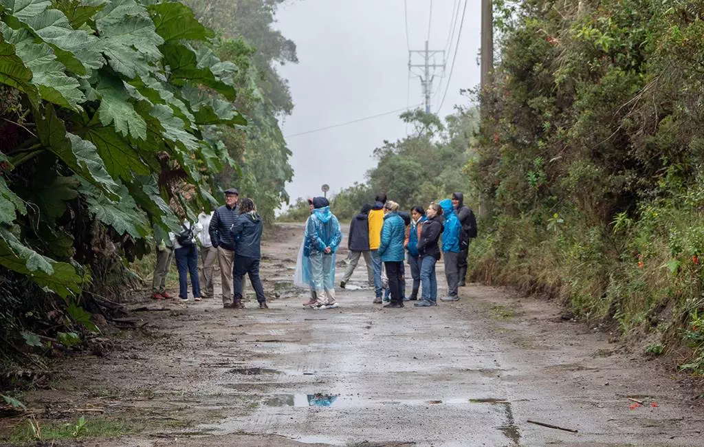 Un grupo de personas se encuentra en un camino estrecho y fangoso rodeado de vegetación densa en un día de niebla.