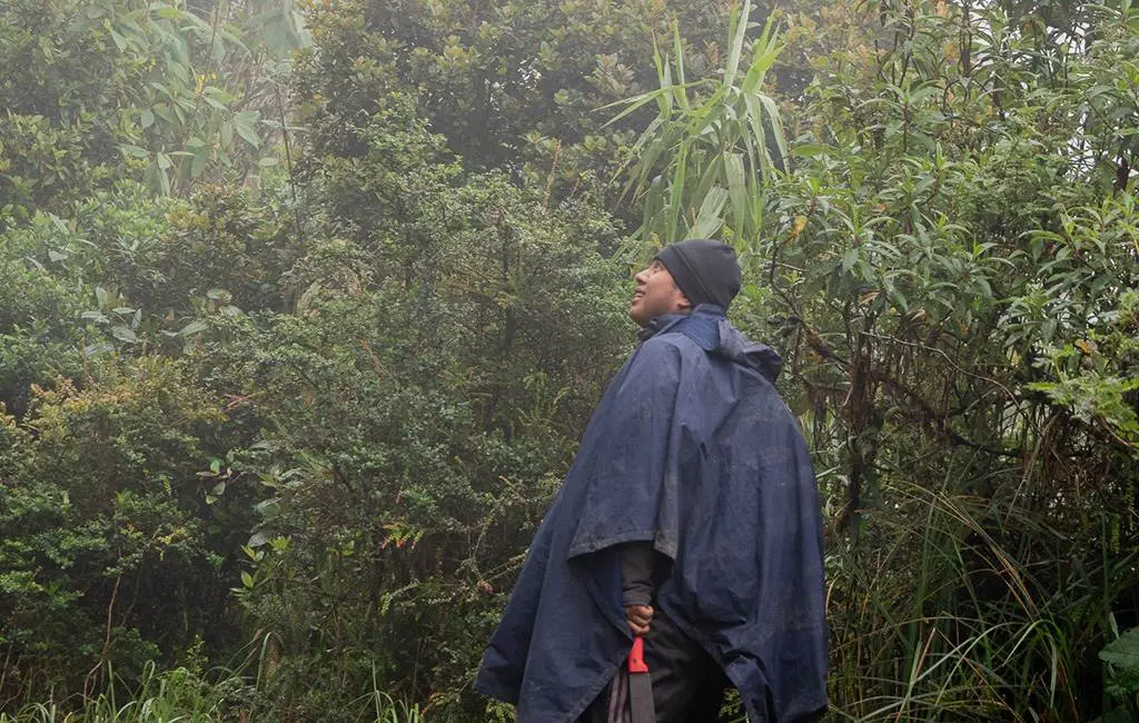 Una persona que viste un poncho azul y un gorro se encuentra en un bosque frondoso y brumoso, mirando hacia arriba.